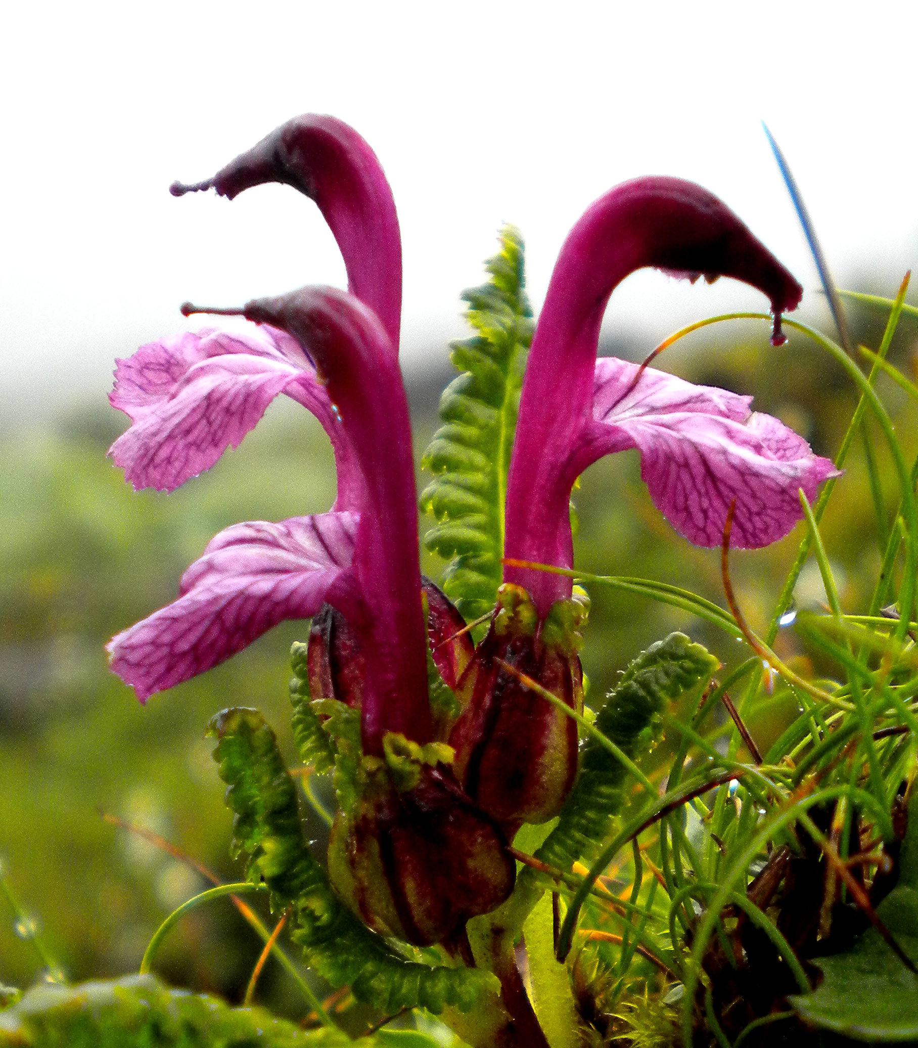 Bhutan Climate Change Research
